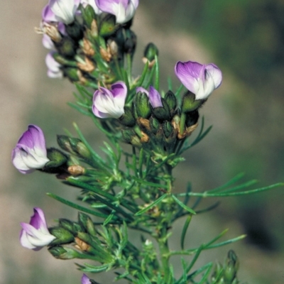 Psoralea pinnata (African Scurf-pea) at Yambulla State Forest - 24 Oct 1997 by BettyDonWood