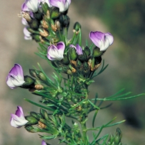 Psoralea pinnata at Yambulla, NSW - 24 Oct 1997