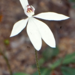 Caladenia carnea (Pink Fingers) at Wonboyn North, NSW - 21 Sep 1998 by BettyDonWood