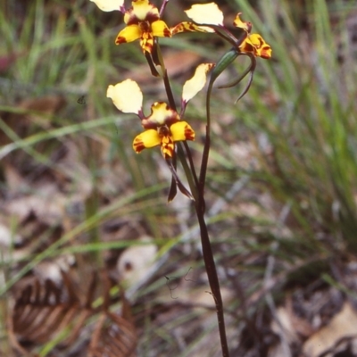 Diuris maculata (Spotted Doubletail) at Wonboyn North, NSW - 21 Sep 1998 by BettyDonWood
