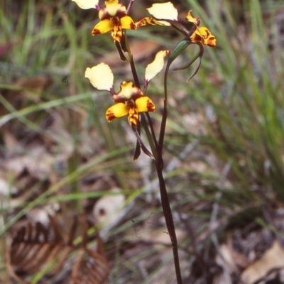 Diuris maculata (Spotted Doubletail) at Ben Boyd National Park - 21 Sep 1998 by BettyDonWood