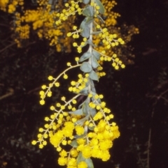 Acacia vestita (Hairy Wattle) at Yambulla, NSW - 8 Jul 1998 by BettyDonWood