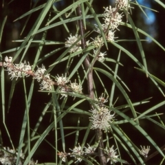 Hakea ulicina (Furze Hakea) at East Boyd State Forest - 25 Aug 1997 by BettyDonWood