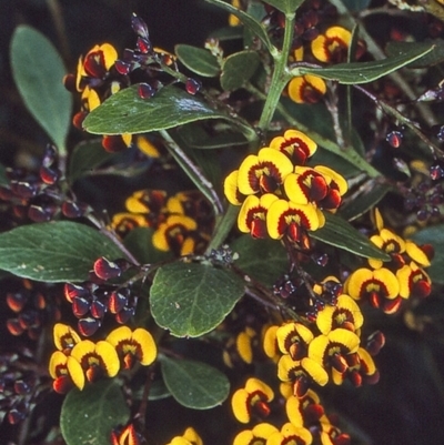 Daviesia mimosoides subsp. acris (Blunt-Leaf Bitter-Pea) at Nungatta, NSW - 24 Oct 1997 by BettyDonWood