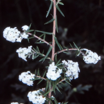 Leucopogon collinus (Fringed Beard-Heath) at East Boyd State Forest - 24 Aug 1997 by BettyDonWood