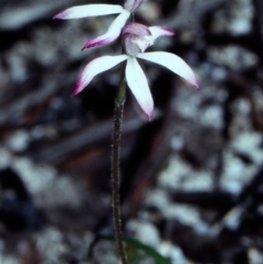 Caladenia clarkiae (Honey Caladenia) at Yambulla State Forest - 21 Sep 1998 by BettyDonWood