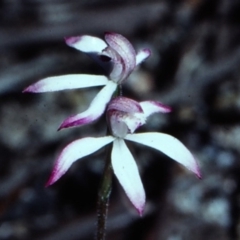 Caladenia clarkiae at Yambulla, NSW - suppressed