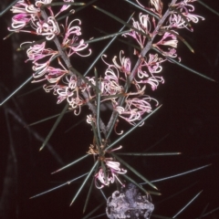Hakea decurrens subsp. physocarpa (Silky Hakea) at Narrabarba, NSW - 25 Aug 1997 by BettyDonWood