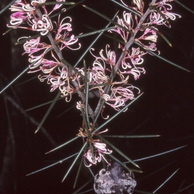 Hakea decurrens subsp. physocarpa (Silky Hakea) at Narrabarba, NSW - 24 Aug 1997 by BettyDonWood