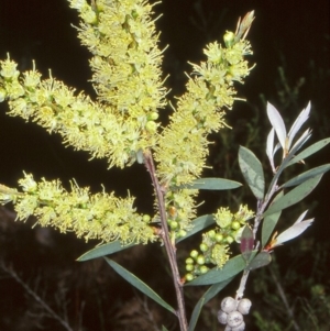 Callistemon sieberi at Yambulla, NSW - 25 Nov 1997 12:00 AM