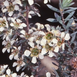 Leptospermum lanigerum at Yambulla, NSW - suppressed