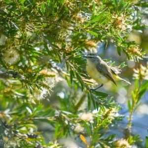 Acanthiza chrysorrhoa at Campbell, ACT - 23 Dec 2018