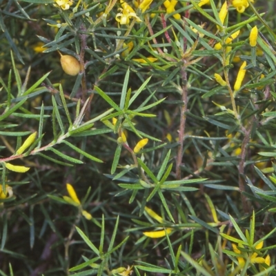 Persoonia juniperina (Prickly Geebung) at Ben Boyd National Park - 5 Jan 1998 by BettyDonWood