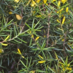Persoonia juniperina (Prickly Geebung) at Green Cape, NSW - 5 Jan 1998 by BettyDonWood