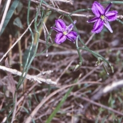 Thysanotus patersonii (Twining Fringe Lily) at Green Cape, NSW - 21 Sep 1998 by BettyDonWood