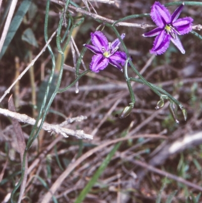 Thysanotus patersonii (Twining Fringe Lily) at Ben Boyd National Park - 20 Sep 1998 by BettyDonWood