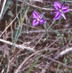Thysanotus patersonii (Twining Fringe Lily) at Ben Boyd National Park - 20 Sep 1998 by BettyDonWood