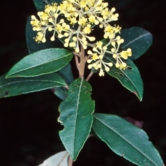 Pomaderris elliptica var. elliptica at Yambulla State Forest - 19 Sep 1998 by BettyDonWood