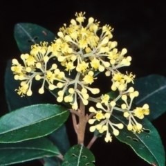 Pomaderris elliptica var. elliptica at Yambulla, NSW - 20 Sep 1998