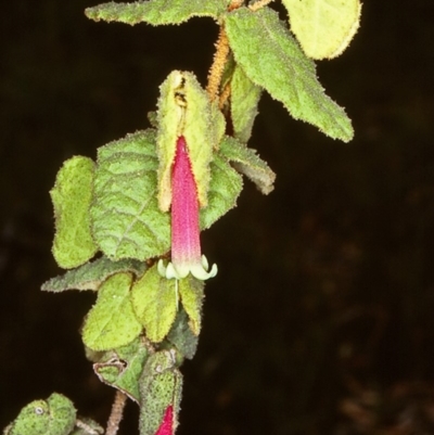 Correa reflexa var. reflexa (Common Correa, Native Fuchsia) at Timbillica State Forest - 7 Mar 1998 by BettyDonWood