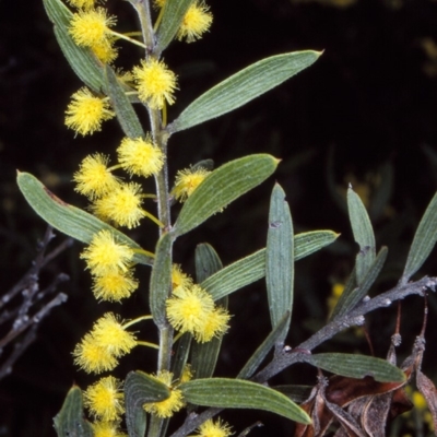 Acacia lanigera var. gracilipes (Woolly Wattle) at Timbillica State Forest - 26 Aug 1997 by BettyDonWood