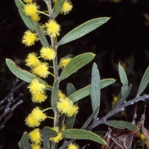 Acacia lanigera var. gracilipes at Timbillica State Forest - 26 Aug 1997