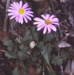 Brachyscome salkiniae (Elegant Daisy) at Nadgee Nature Reserve - 4 Oct 1998 by BettyDonWood