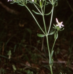 Centaurium erythraea (Common Centaury) at Nadgee State Forest - 5 Jan 1997 by BettyDonWood