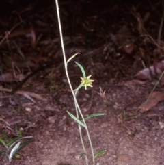 Euchiton japonicus (Creeping Cudweed) at Nadgee, NSW - 6 Jan 1997 by BettyDonWood