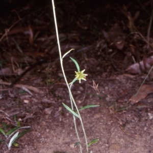 Euchiton japonicus at Nadgee, NSW - 6 Jan 1997