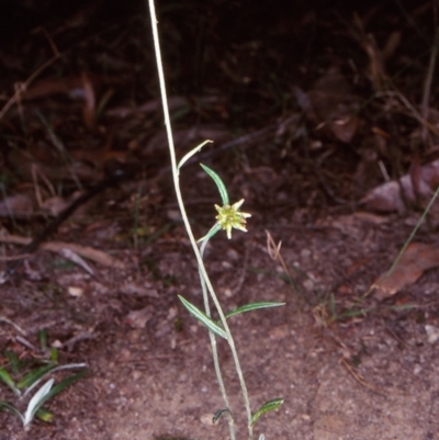 Euchiton japonicus (Creeping Cudweed) at Nadgee, NSW - 6 Jan 1997 by BettyDonWood
