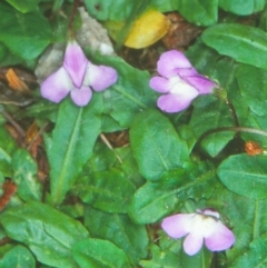 Mazus pumilio (Swamp Mazus) at Nadgee, NSW - 6 Jan 1997 by BettyDonWood