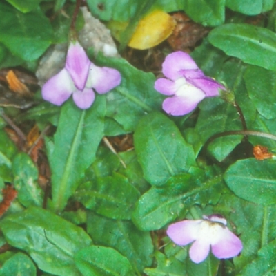 Mazus pumilio (Swamp Mazus) at Nadgee, NSW - 6 Jan 1997 by BettyDonWood