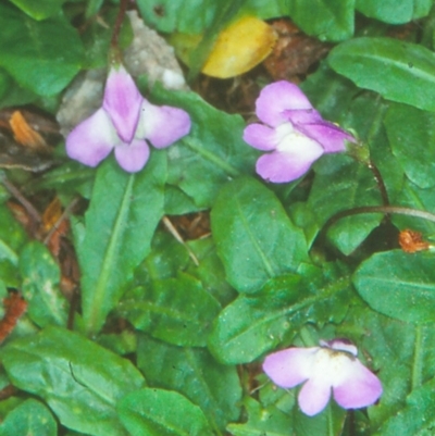 Mazus pumilio (Swamp Mazus) at Nadgee, NSW - 5 Jan 1997 by BettyDonWood