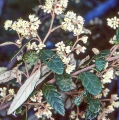 Pomaderris betulina subsp. betulina (Birch Pomaderris) at Timbillica State Forest - 24 Oct 1997 by BettyDonWood