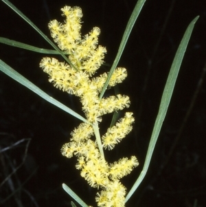 Acacia mucronata subsp. longifolia at Nadgee, NSW - 25 Aug 1997 12:00 AM