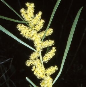 Acacia mucronata subsp. longifolia at Nadgee, NSW - 25 Aug 1997