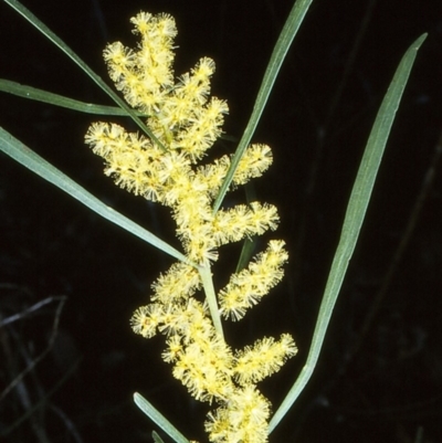 Acacia mucronata subsp. longifolia at Nadgee State Forest - 24 Aug 1997 by BettyDonWood