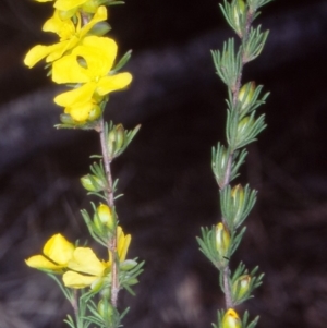 Hibbertia fasciculata at Timbillica State Forest - 22 Sep 1998