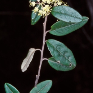 Pomaderris andromedifolia subsp. confusa at Nadgee, NSW - 5 Oct 1998