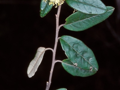 Pomaderris andromedifolia subsp. confusa at Nadgee, NSW - 4 Oct 1998 by BettyDonWood