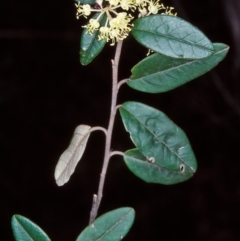 Pomaderris andromedifolia subsp. confusa at Nadgee Nature Reserve - 4 Oct 1998 by BettyDonWood