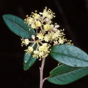 Pomaderris andromedifolia subsp. confusa at Nadgee, NSW - 5 Oct 1998 12:00 AM