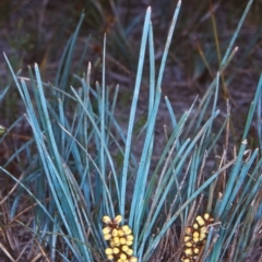 Lomandra glauca (Pale Mat-rush) at Nadgee Nature Reserve - 4 Oct 1998 by BettyDonWood