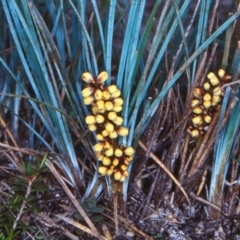 Lomandra glauca at Nadgee, NSW - 5 Oct 1998