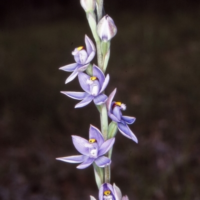 Thelymitra malvina (Mauve-tuft Sun-orchid) at Nadgee Nature Reserve - 9 Oct 1999 by BettyDonWood