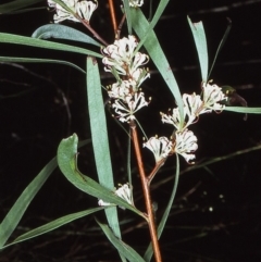 Hakea eriantha (Tree Hakea) at Nadgee, NSW - 25 Aug 1997 by BettyDonWood