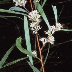 Hakea eriantha (Tree Hakea) at Nadgee State Forest - 24 Aug 1997 by BettyDonWood