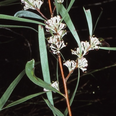 Hakea eriantha (Tree Hakea) at Nadgee, NSW - 25 Aug 1997 by BettyDonWood