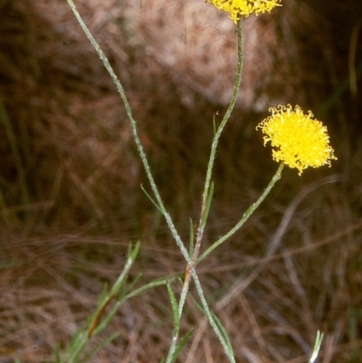 Leptorhynchos nitidulus (Shiny Buttons) at Timbillica, NSW - 25 Nov 1997 by BettyDonWood